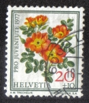 Stamps Switzerland -  Austrian Copper Rose (Rosa foetida bicolor)