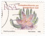 Sellos de Africa - Sudfrica -  STAPELIA GRANDIFLORA