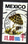 Stamps Mexico -  Hongos