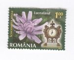 Stamps Romania -  Scorzonera rosea