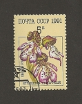 Stamps Russia -  Orquidea Orchis purpurea