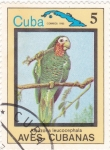 Sellos de America - Cuba -  Amazona leucocephala- AVES CUBANAS