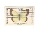 Stamps Czechoslovakia -  Mariposas. Colias Palaeno