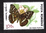 Stamps Romania -  Poplar Admiral (Limenitis populi)