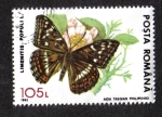 Sellos de Europa - Rumania -  Poplar Admiral (Limenitis populi)