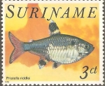 Stamps Suriname -  PECES.  PRISTELLA  RIDDLEI.