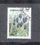 Stamps Azerbaijan -  Muscari o nazareno