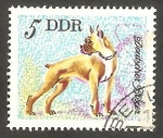 Stamps Germany -  1831 - Boxer alemán