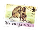 Sellos de Africa - Guinea -  papio papio