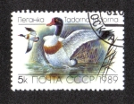 Stamps Russia -  Tarro blanco (Tadorna tadorna)