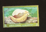 Stamps United Arab Emirates -  UMM AL QIWAIN - Fauna Marina  - Gasterópodo - Little Warty Cowrie