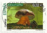 Stamps Spain -  MICOLOGIA. Boletus pinophillus. EDIFIL 4517