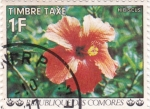 Sellos de Africa - Comores -  Hibiscus - Flora
