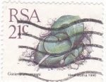 Stamps South Africa -  gasteria armstrongii