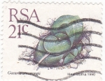 Sellos de Africa - Sudfrica -  gasteria armstrongii