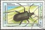 Stamps Somalia -  INSECTOS.  GAUROTES  EXCELLENS