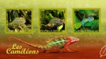 Stamps : Africa : Djibouti :  camaleones reptiles