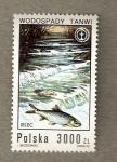 Stamps Poland -  Peces y pájaros