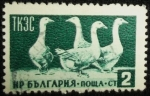 Stamps Bulgaria -  Gansos
