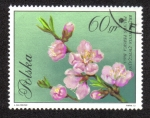 Stamps : Europe : Poland :  Flores en colores naturales