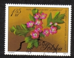 Stamps : Europe : Poland :  Flores en colores naturales