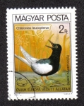 Stamps Hungary -  Pajaros