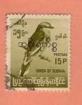 Stamps : Africa : Myanmar :  Pajaro