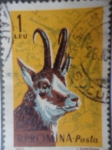 Stamps Romania -  R.P.Romina.Posta - Cabra.