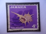 Sellos de America - Jamaica -  Murex Antillarum