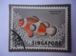 Stamps : Asia : Singapore :  Amphiprion Percula.