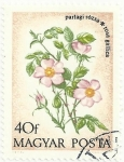 Stamps Hungary -  FLORES 1973. ROSA DE CASTILLA, Rosa gallica. YVERT HU 2322