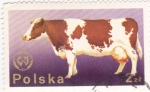 Sellos de Europa - Polonia -  vaca