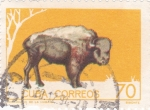 Sellos de America - Cuba -  bisonte