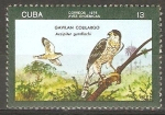 Stamps Cuba -  AVES  INDÌGENAS.  ACCIPITER  GUNDIACHI.