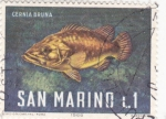 Sellos de Europa - San Marino -  pez- cerna bruna