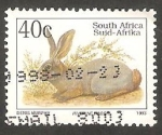 Stamps South Africa -  812 - Bunolagus monticularis