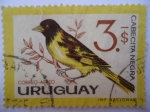 Stamps Uruguay -  Cabecita Negra. (yvert 240)