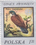 Stamps Poland -  ave- alcón