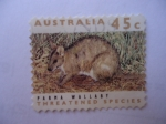Stamps Australia -  Parma Wallaby.