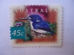 Sellos de Oceania - Australia -  Little Kingfisher (Ceyx Pusilla)