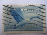 Sellos del Mundo : America : Canad� : Pato Real - Aves migratorias (YV/255 - M/274)
