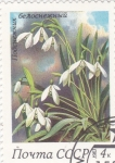 Sellos de Europa - Rusia -  flores