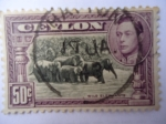 Stamps Sri Lanka -  Visita de George VI - Indian Elephant.