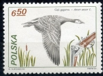 Stamps Poland -  varios