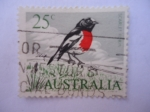 Stamps Australia -  Scarlet Robin