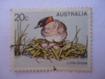 Stamps Australia -  Little Grebe.