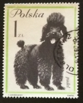 Stamps : Europe : Poland :  Caniche