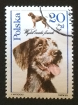 Stamps : Europe : Poland :  Terrier galés
