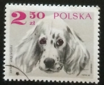 Stamps Poland -  Setter inglés