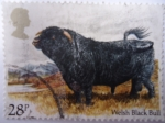 Stamps United Kingdom -  Welsh Black Bull (Bos Primigenius taurus) - Serie: Ganado Británico.- Toro Negro Galés.